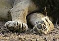 Lion Paws
