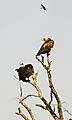 Vulture And Tawny Eagle