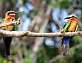 White-fronted Bee-eaters Give Each Other The Eye