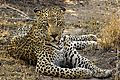 Young Leopard