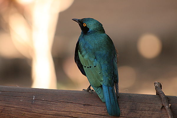 Starling Bird