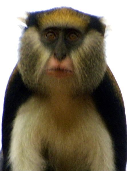 Mona Monkey At Baobeng Fiema Monkey Sanctuary
