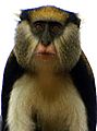 Mona Monkey At Baobeng Fiema Monkey Sanctuary