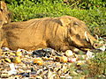 Warthog Enjoying The Trash At Mole.