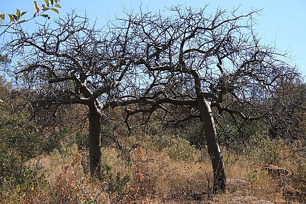 Baobab Twins