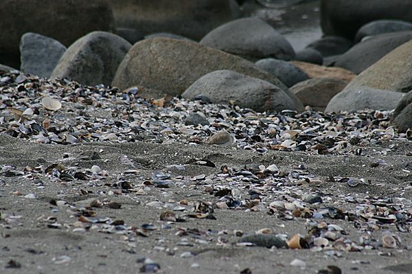 Beach At Trekoskraal