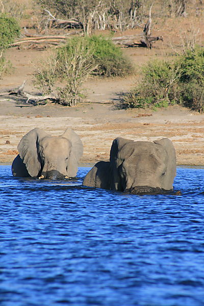 Elephants crossing Zambesi River