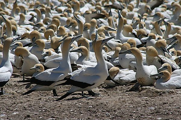 Malgas Island Lambertsbay