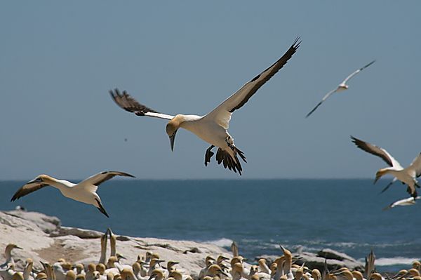 Malgas Island Lambertsbay