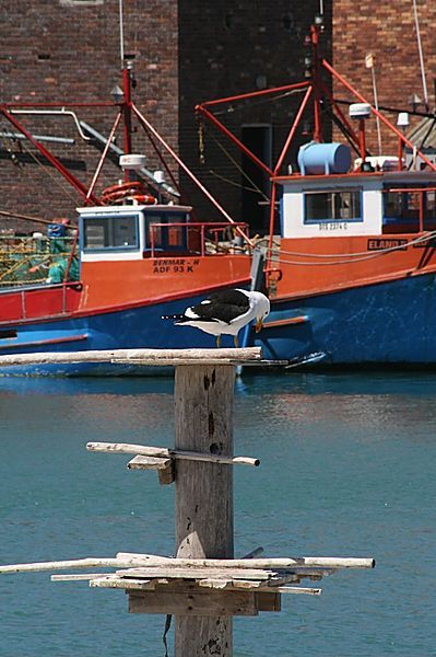 Seagull In Lambertsbay