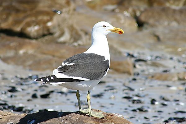 Seagull On The West Coast