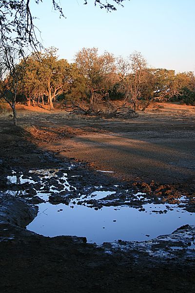 Water Hole At Mapangupwe