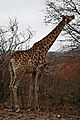 Short Tailed Giraffe In Kruger