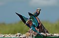 Lilac Breasted Roller