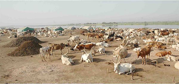 Shulluk Livestock