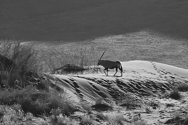 Oryx, Late Afternoon Wolwedanse