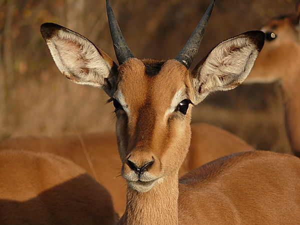Impala