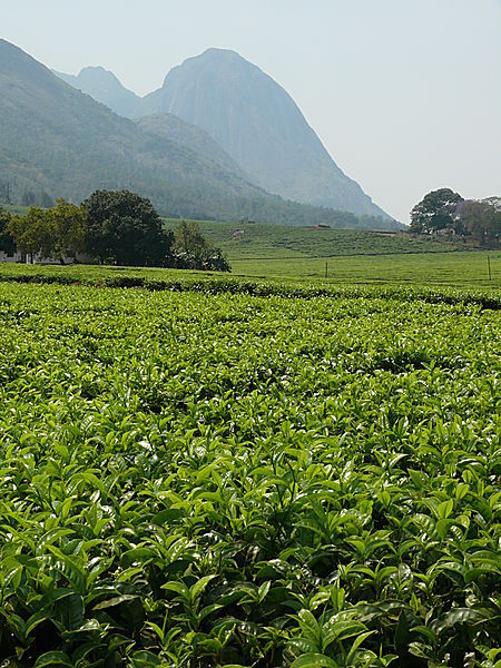 Mulanje View