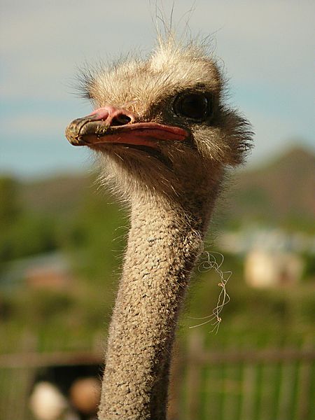 Ostrich 2