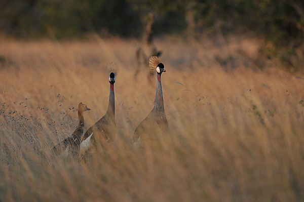 Crowned Crane