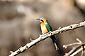 Bird - Which One? Solved - White Fronted Bee Eater