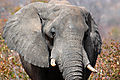 Elephant Between Kasane And Vic Falls