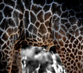 Giraffe, Moremi Game Reserve, Botswana