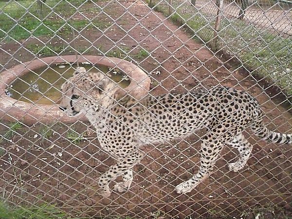 Nairobi Wildlife