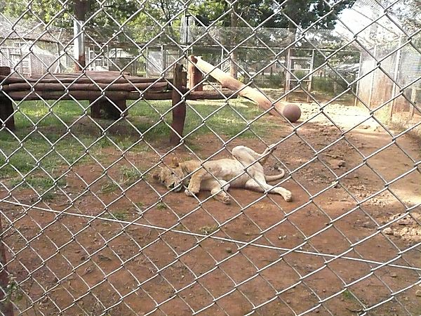 Nairobi Wildlife