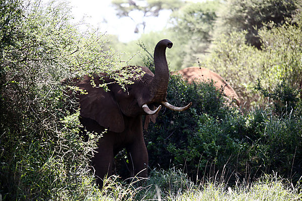 Amboseli  - Elephant