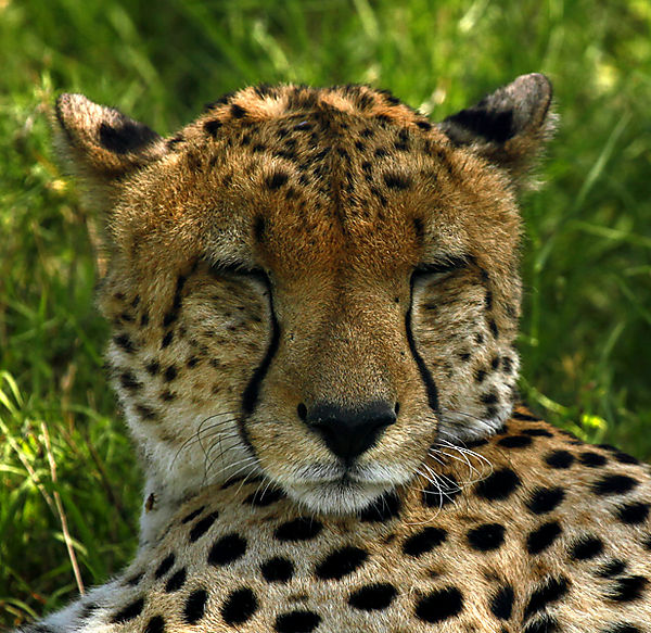 Cheetah In Masai Mara