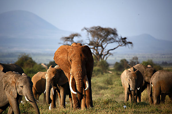 Herd Of Elephant In Amboseli