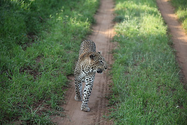 Leopard