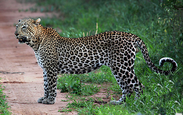 Leopard
