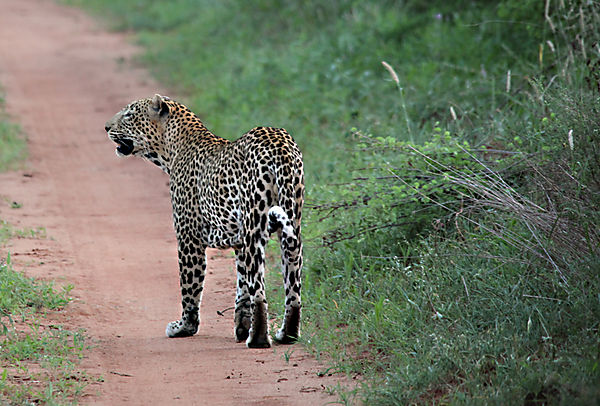 Leopard