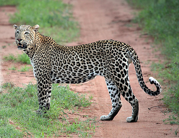 Leopard