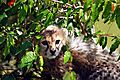 Cheetah cub climbing a tree