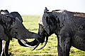 Elephant - Amboseli