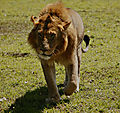 Lion In Masai Mara