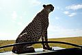 Mum cheetah using our vehicle as a vantage point
