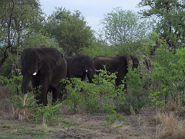 African Elephants