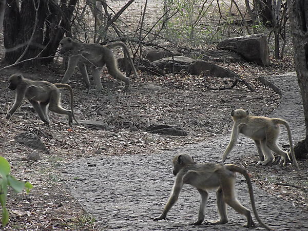 Baboon Family