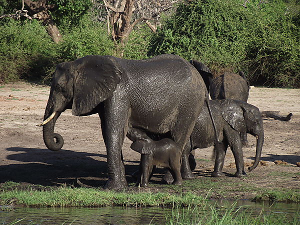 Elephant Calf Drinking