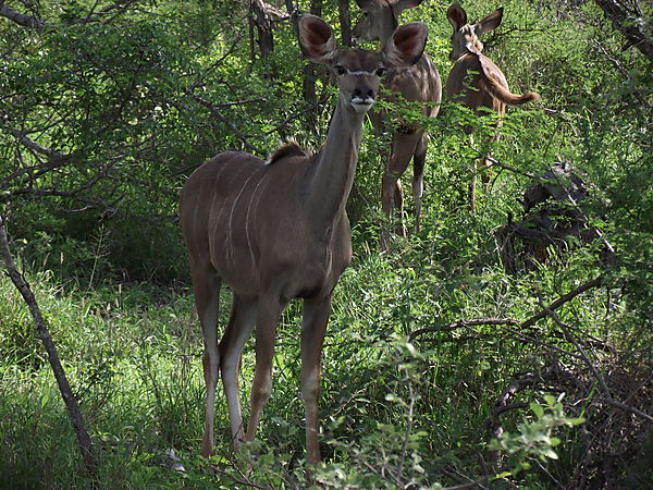 Female Kudu