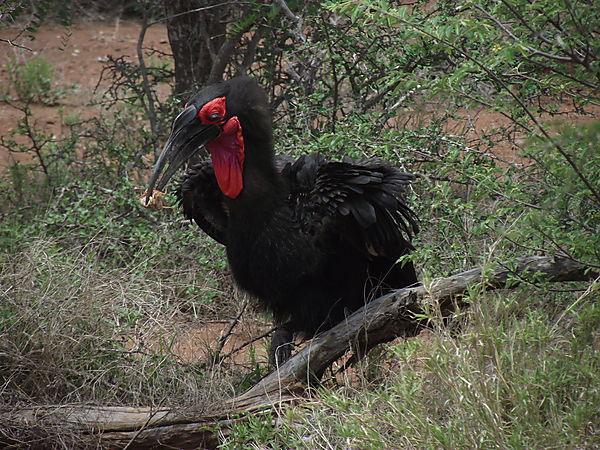 Ground Hornbill