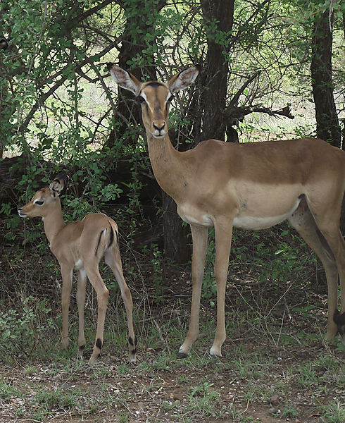 Impala With Baby