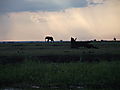 Elephant Bull Silhouetted Against An African Sunset