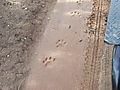 Lion Tracks
