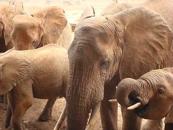 Elephants At The Watering Hole