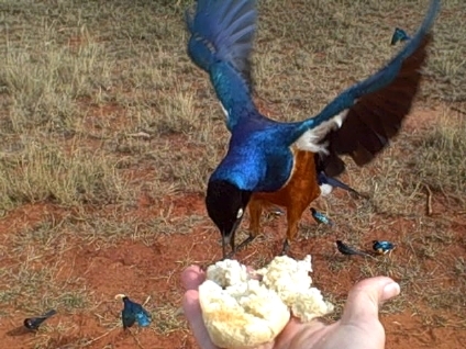 Feeding The Birds Saltlick